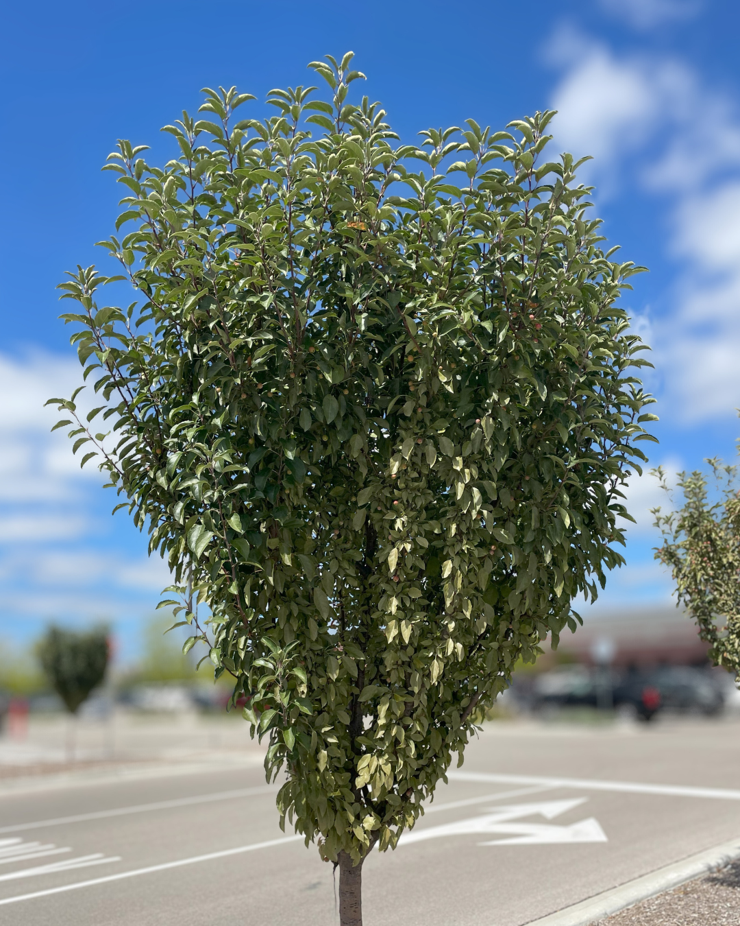 Raspberry Spear planted within a parkinglot island, seen with upward sweeping branches covered in green leaves. 